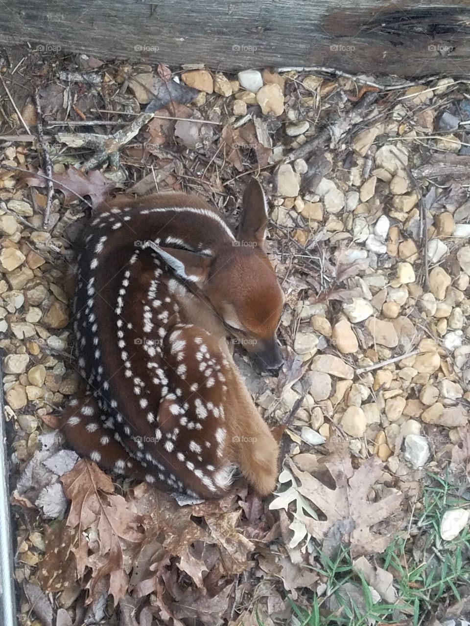 two day old baby deer