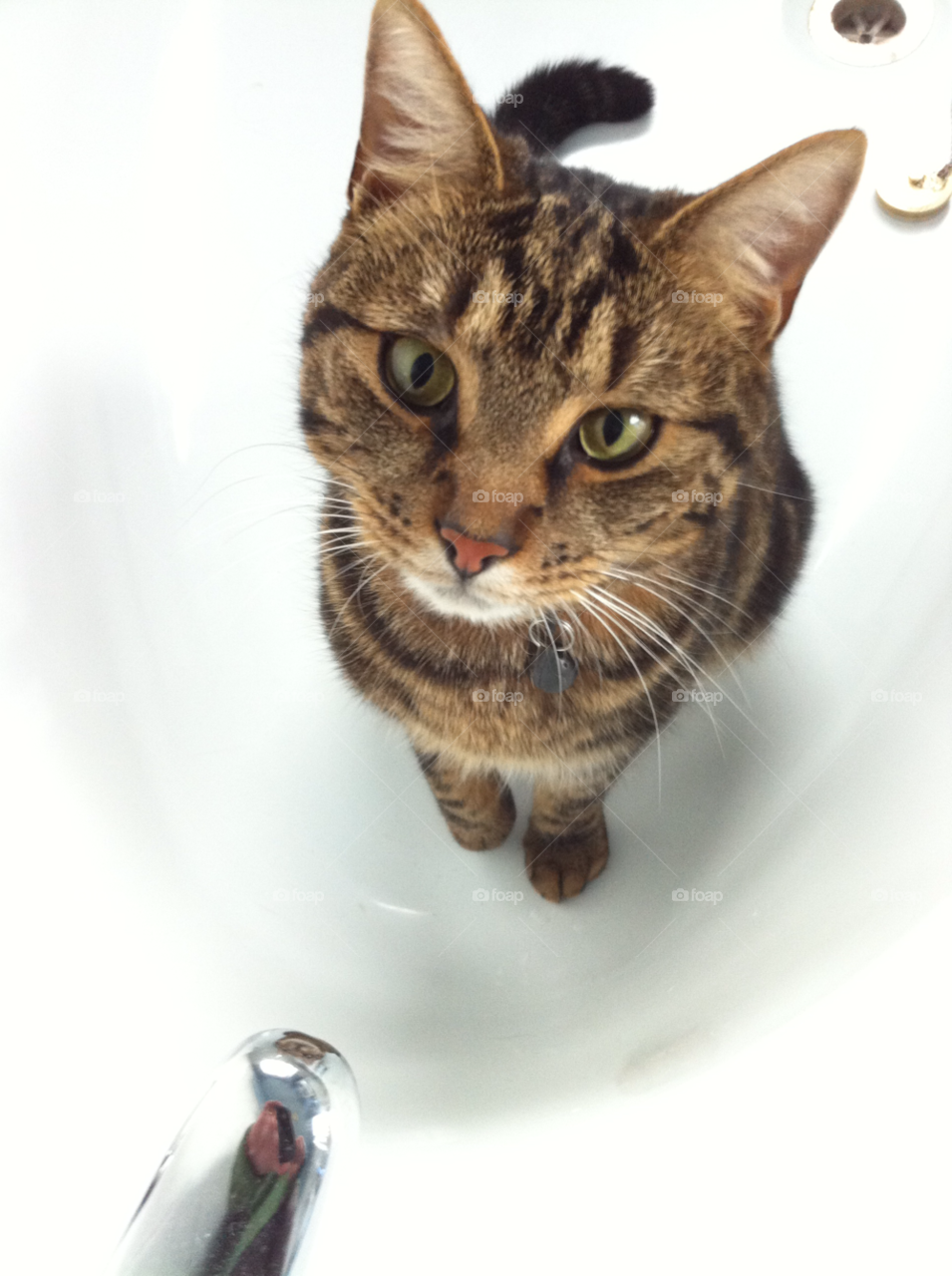 cat bath tap tabby by maryj