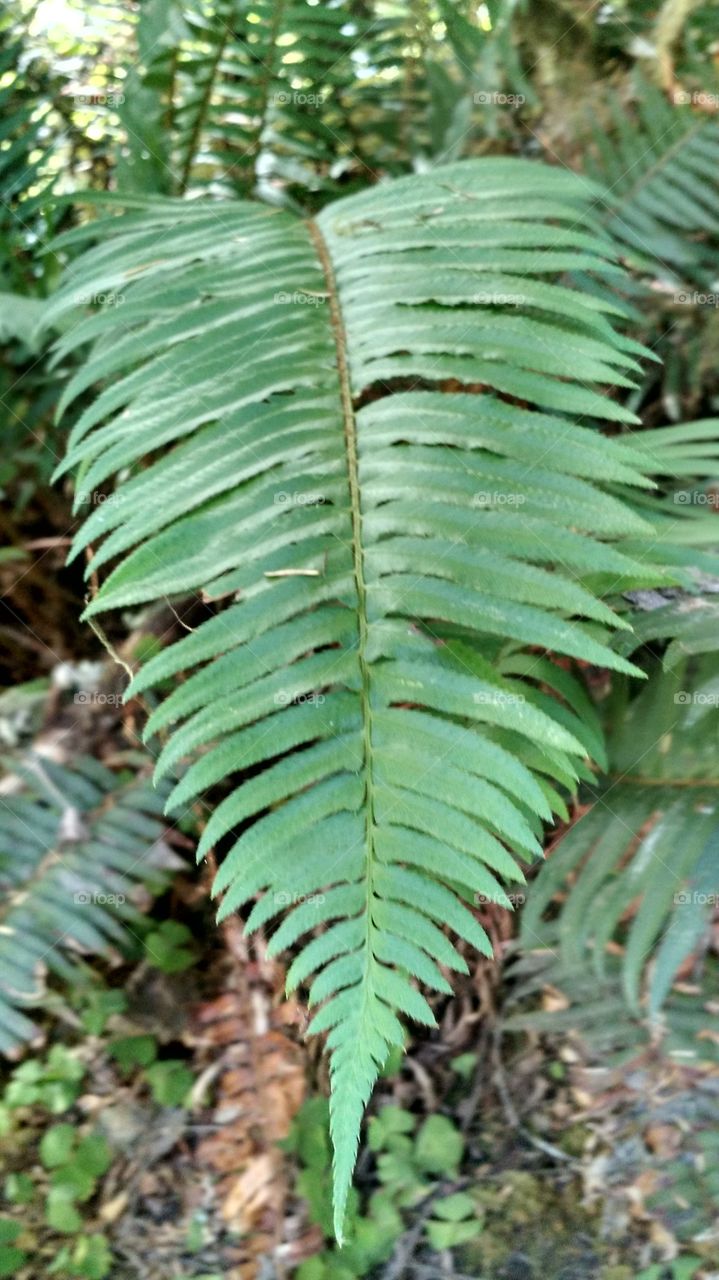 Fern. HOH rainforest