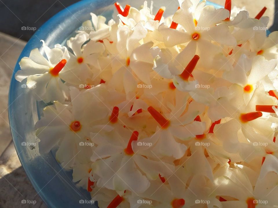 ✨parijat flower ✨