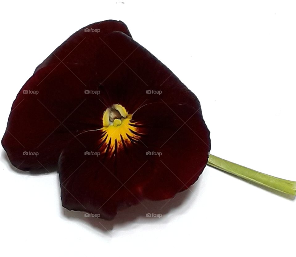 Beautiful red wine flower is isolated on white background.