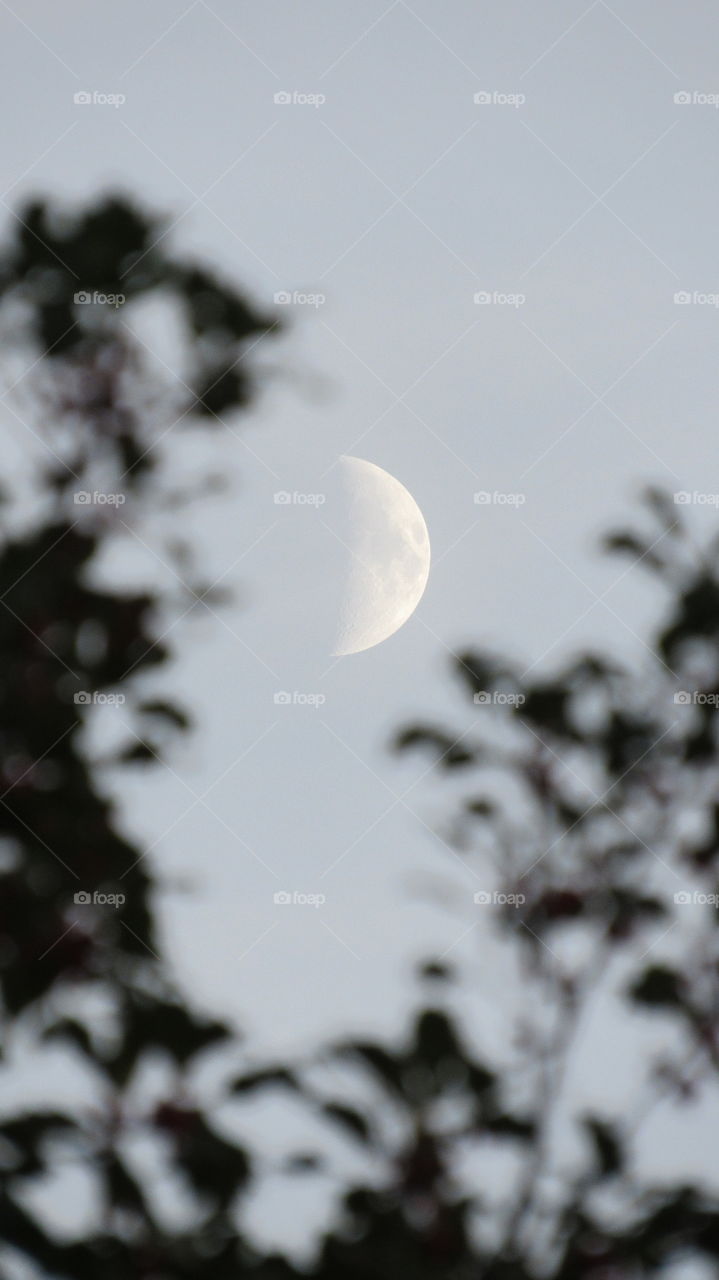 Half moon thru the trees