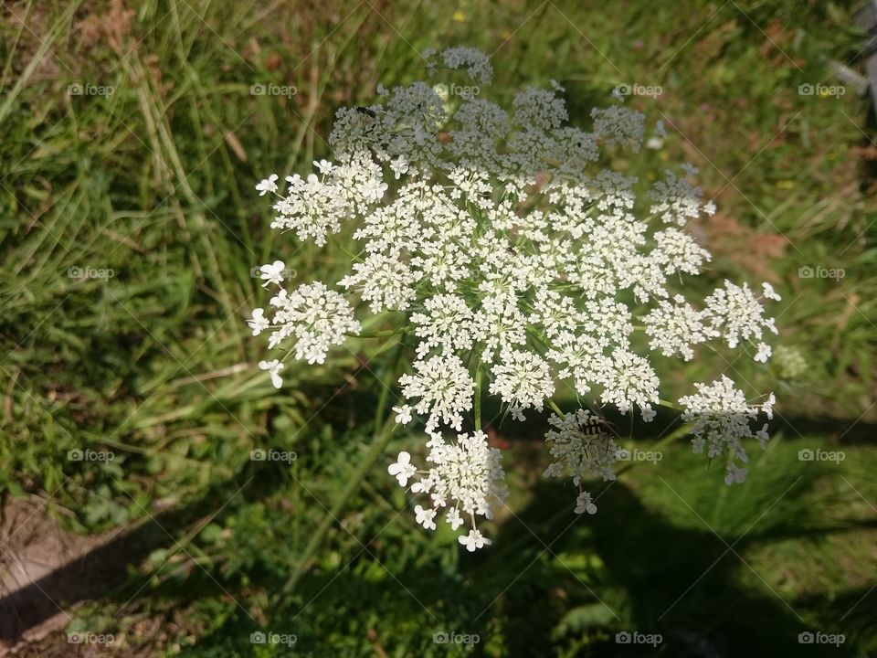 Macro close-up flowers