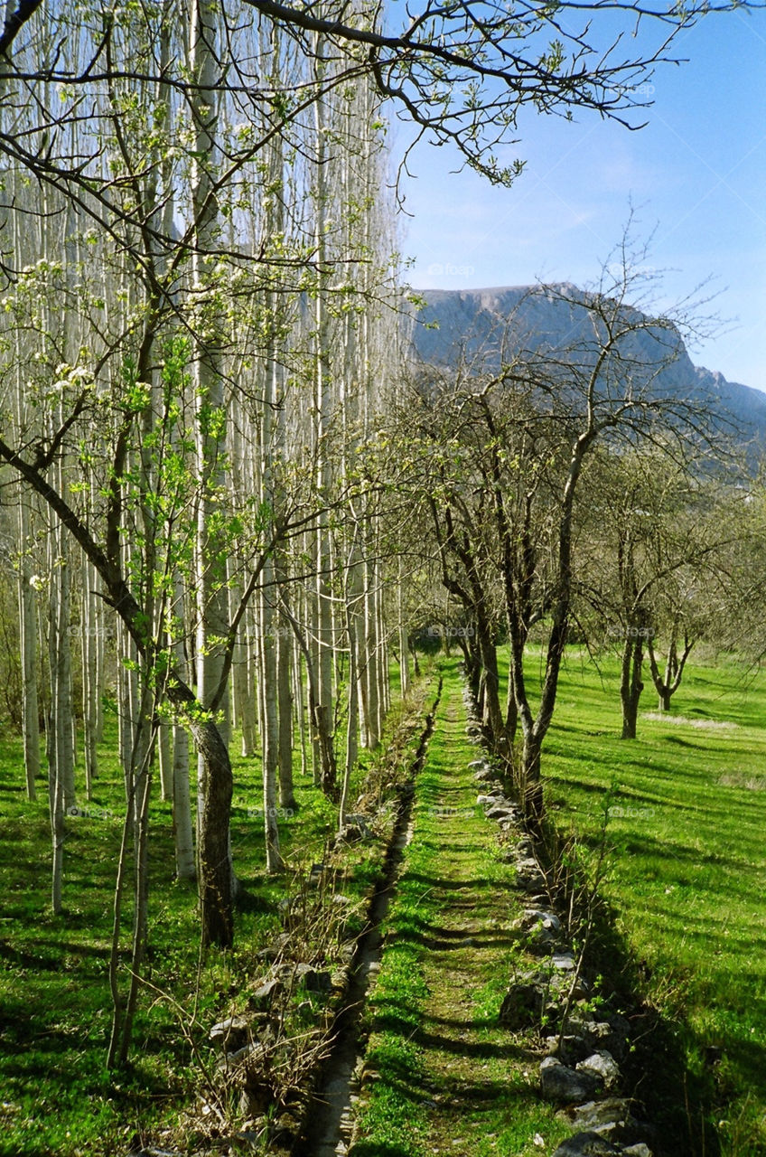 green italy trees path by emreertan