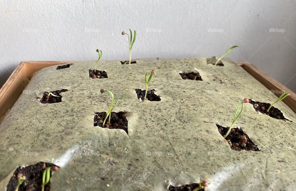 Germinating seeds of baby spinach, growing vegetables at home 