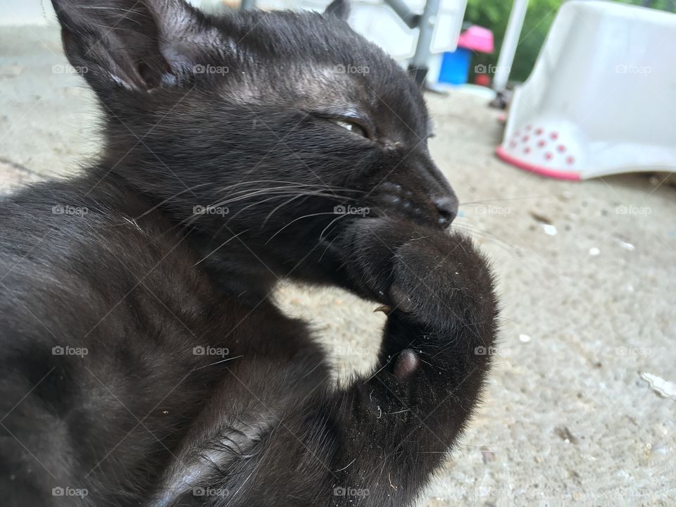 Little Man cleaning his paws