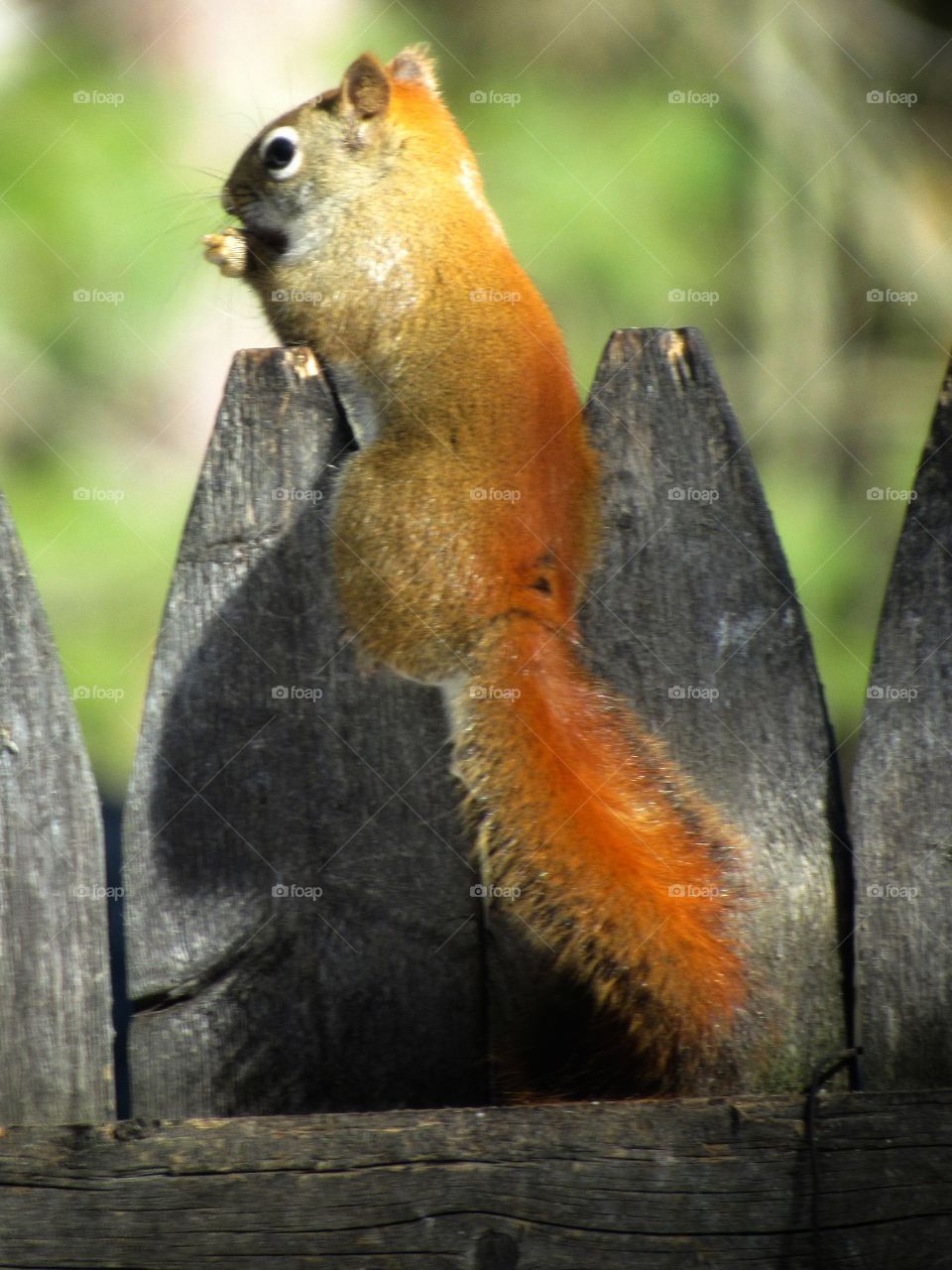 Red Squirrel