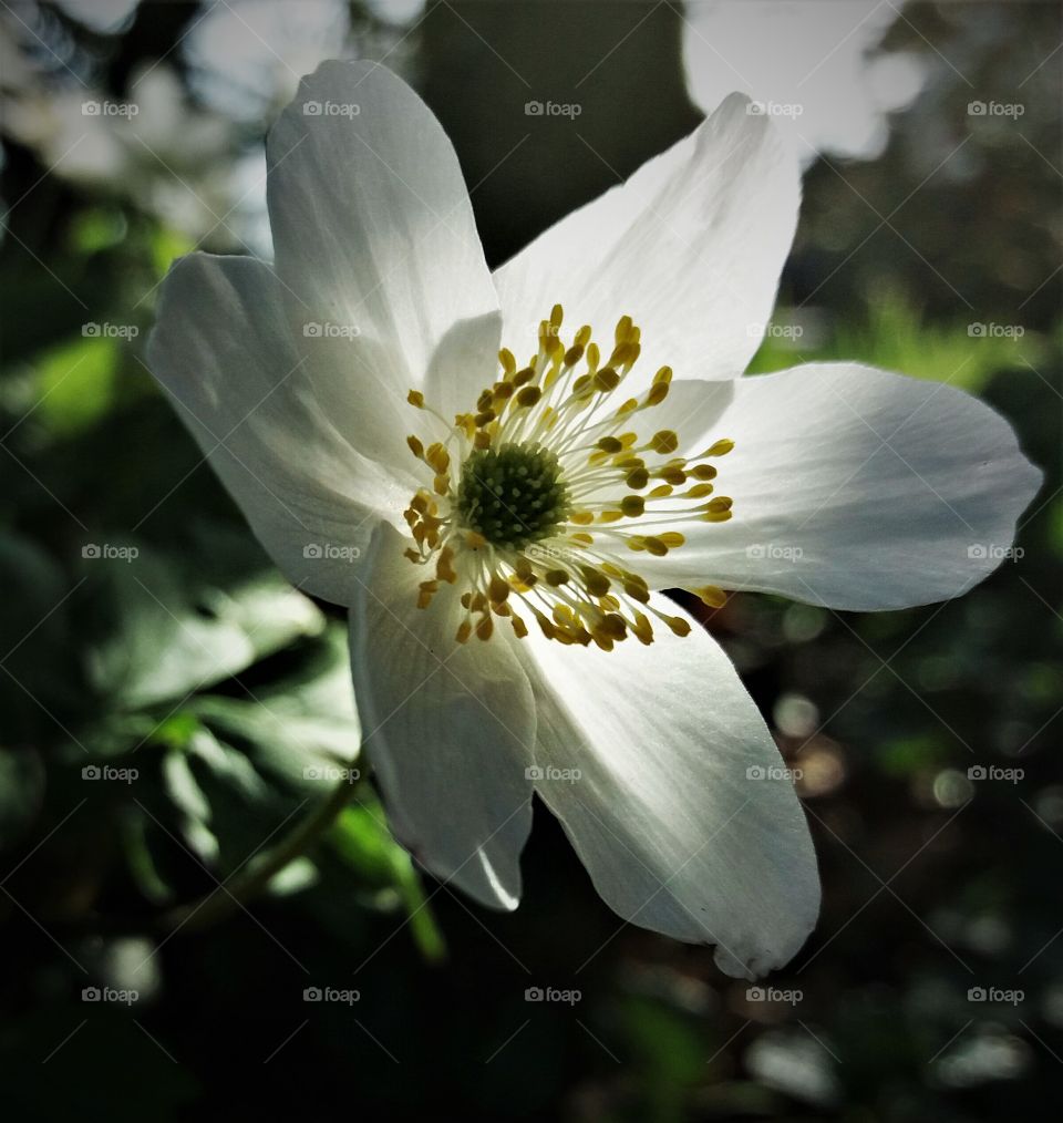 wild white flower