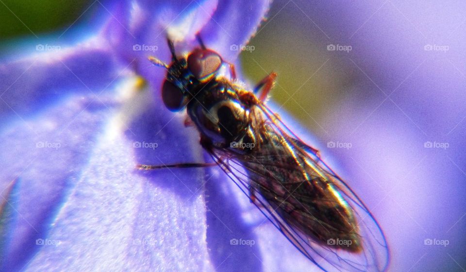 Flying bug on purple plant