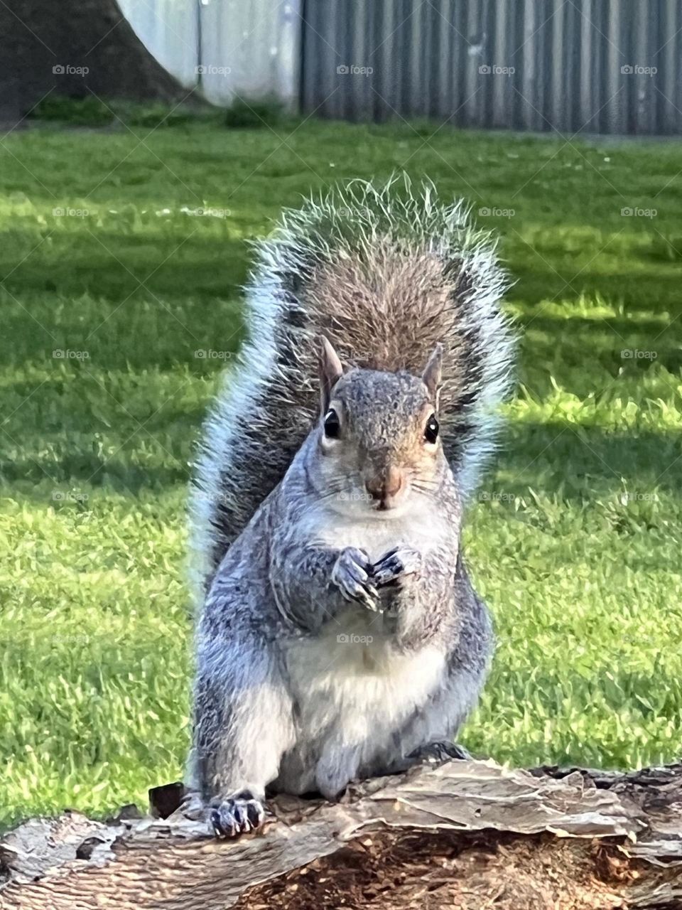 Squirrel 