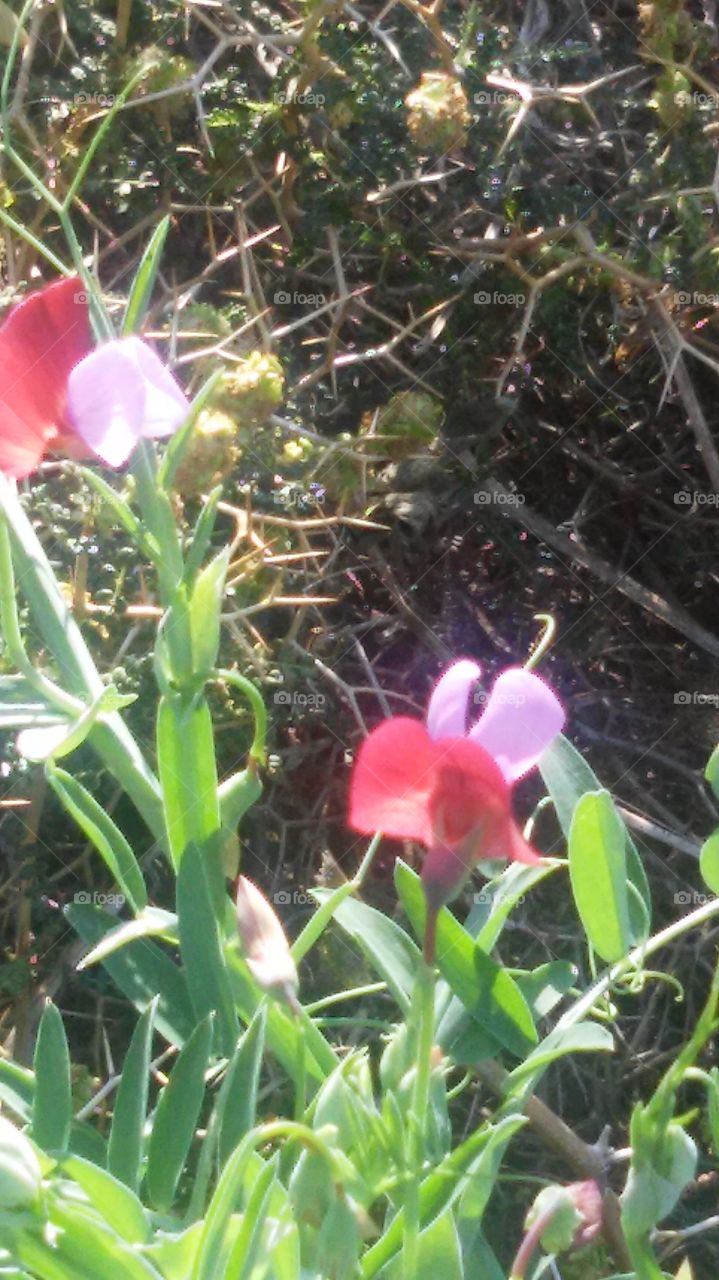 Flower, Nature, Flora, Leaf, Garden