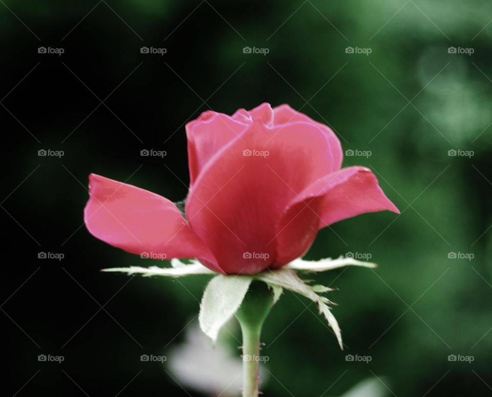 Close-up of red rose