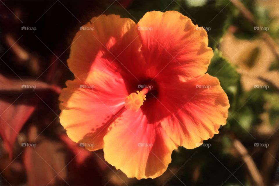 Hibiscus