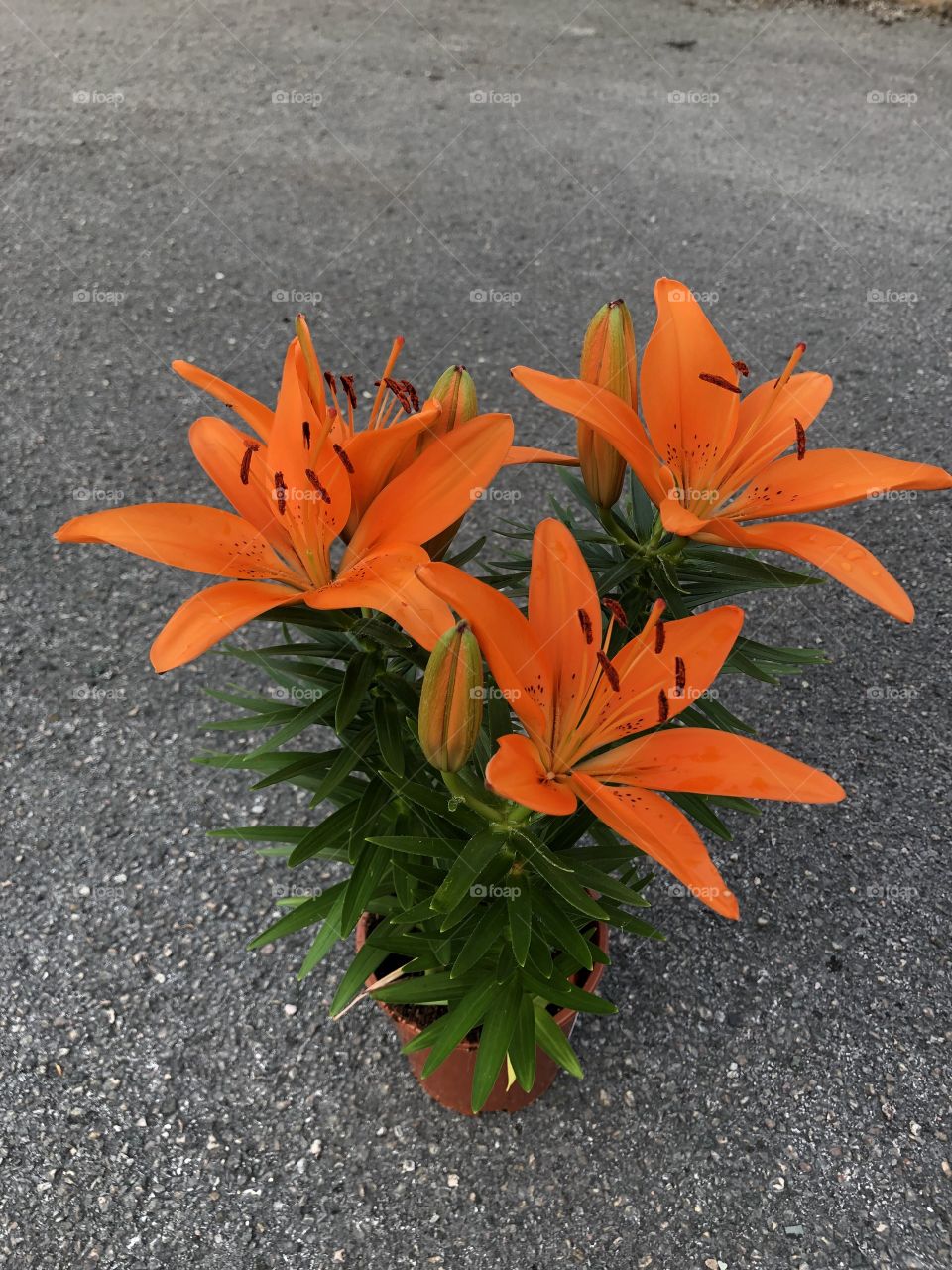 Orange colored Lillie’s in impeccable health. Photo taken from directly above the Lillie’s.