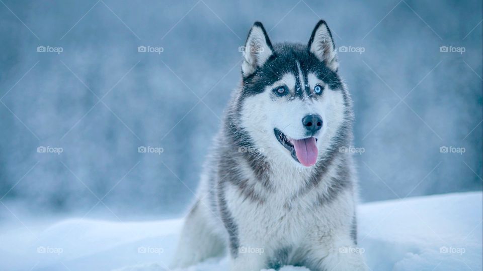 Wolf colony. A wolf in the cold winter of Alaska .my great my I like that the most