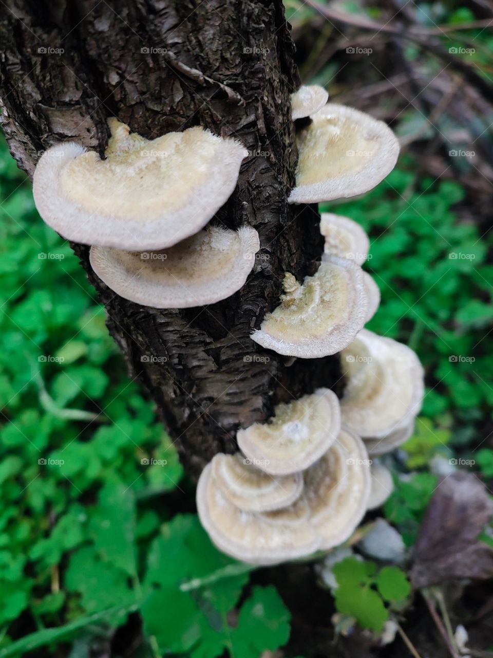 Wild polypore mushrooms Trametes hirsuta on the wooden trunk among green grass background