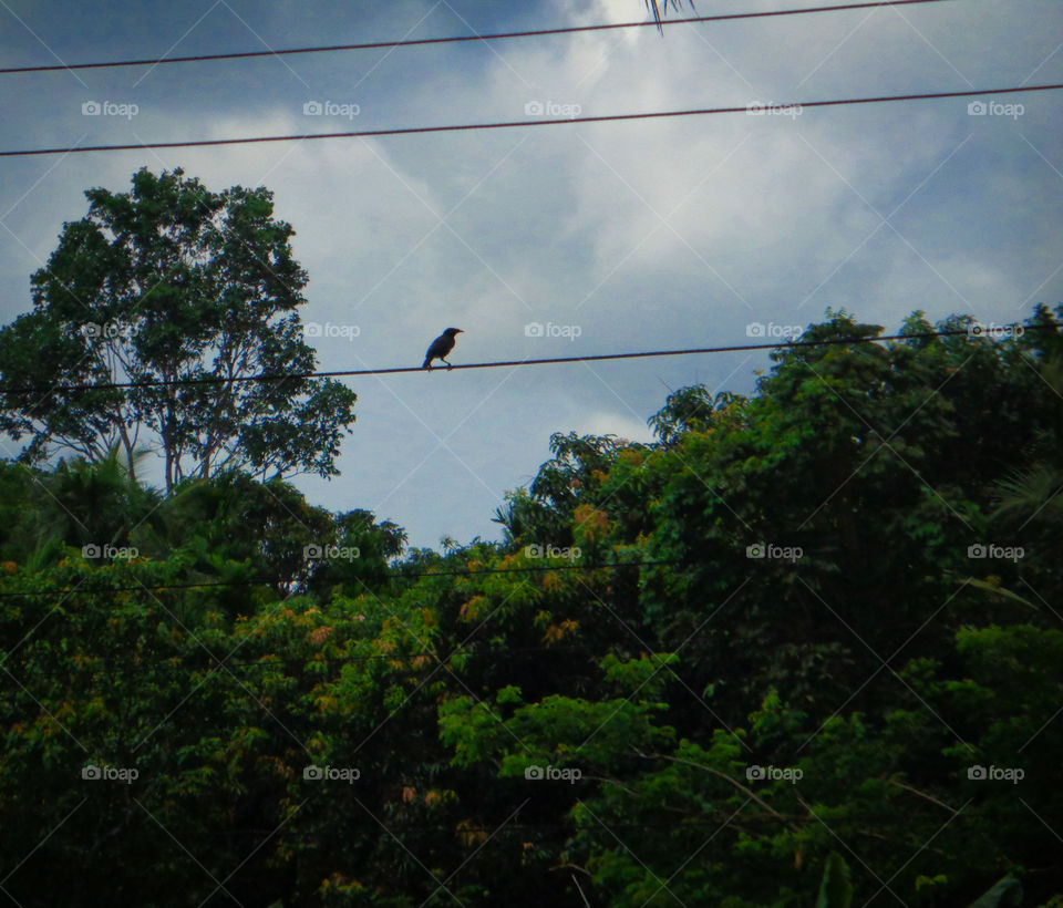 one bird in cloudy