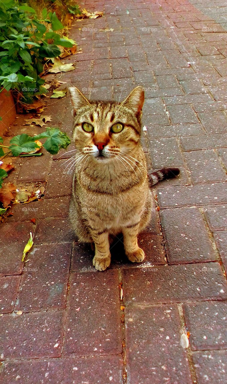 Beautiful green eyes