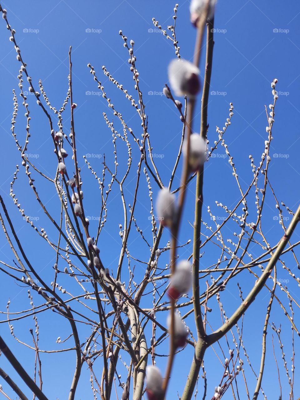 The willow is blooming. Spring has come.