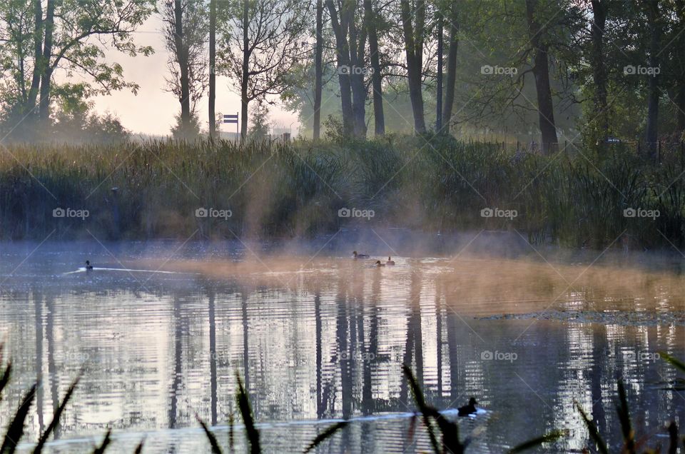 Pond in the morning