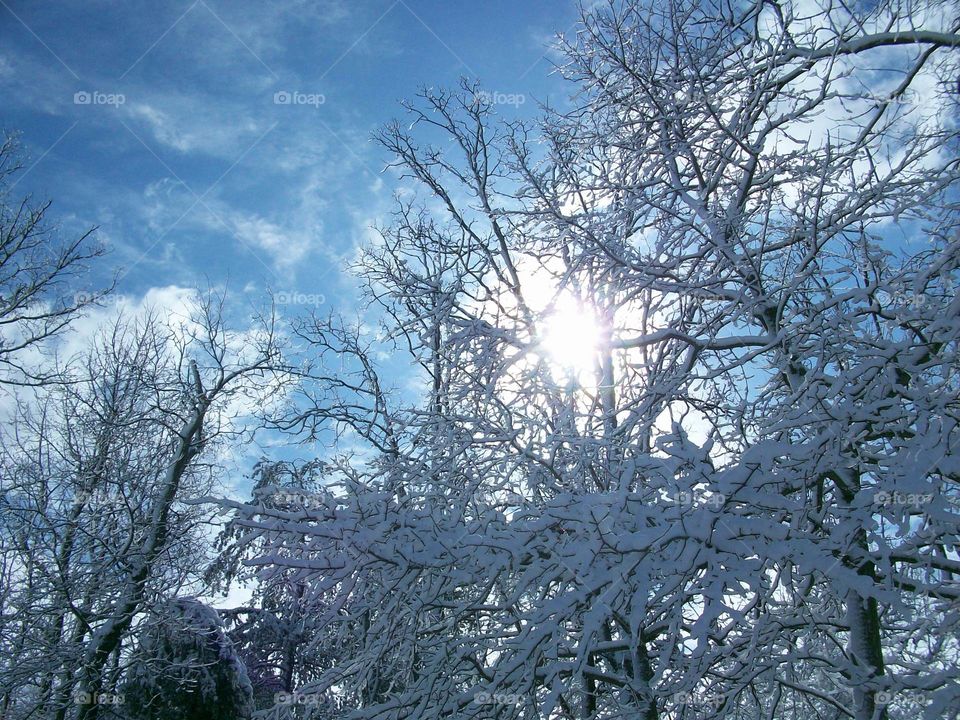 Sun Through the Snowy Trees