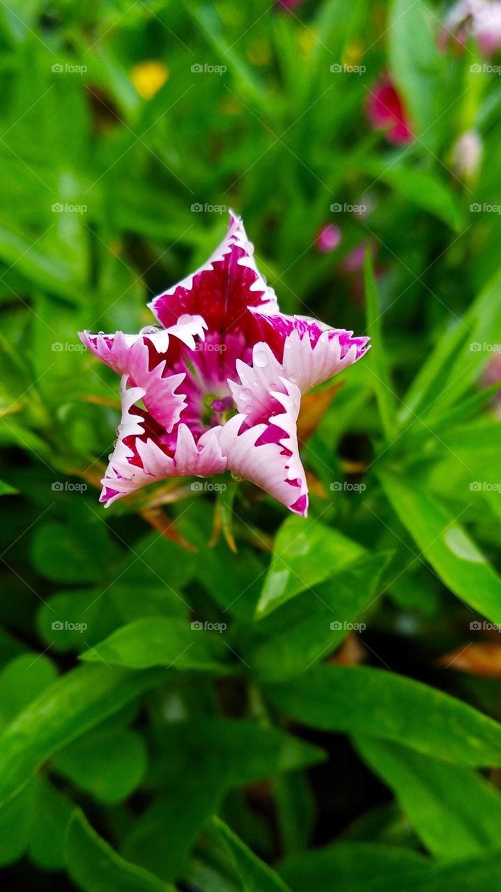 Fuchsia pink star teenage blossom