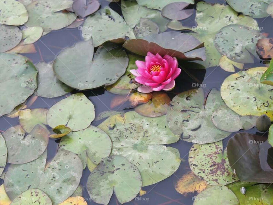 waterlily