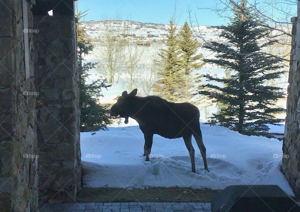 Winter moose
