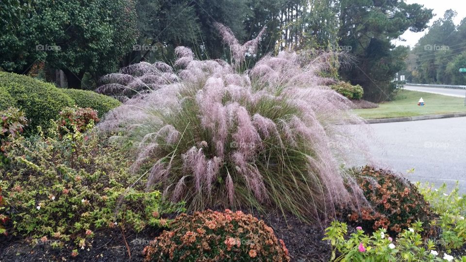 Pink grass. this is located at the entrance to where I work
