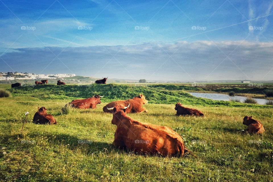 Countryside cows