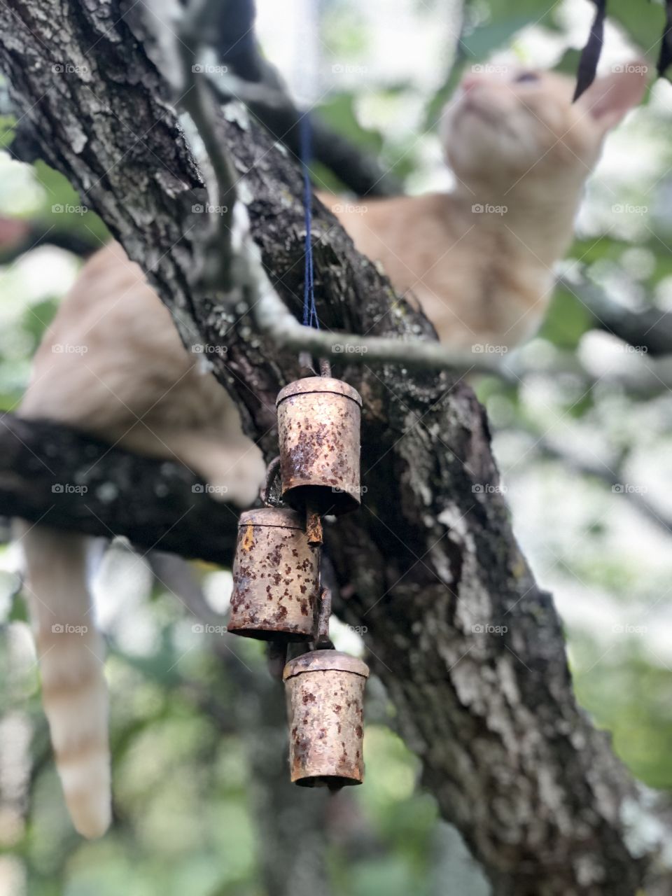 Rusty bells in tree with ginger cat in background