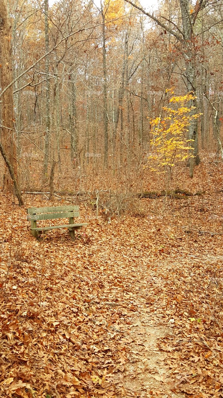 A nice Nov. hike with my best friend! Fall trees are almost finished but nature still is beautiful!