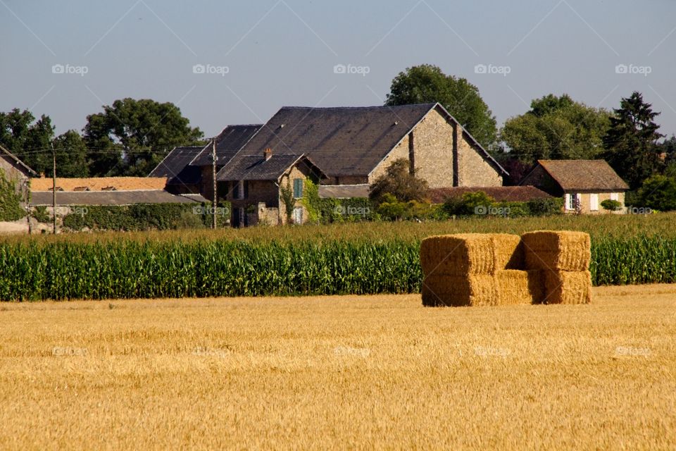 wheat field in the countryside