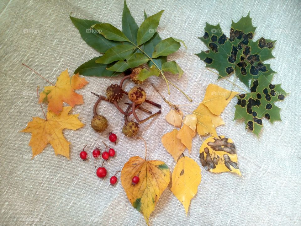 Leaf, No Person, Fall, Wood, Desktop