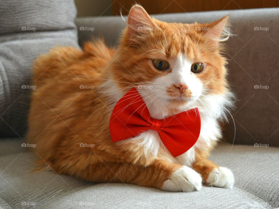 Portrait of cat wearing bow tie