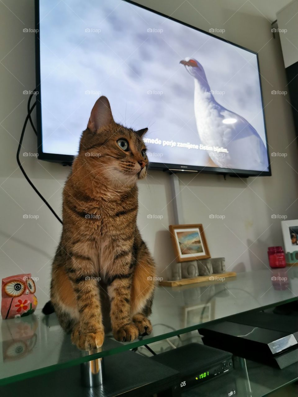 My cat and Natonal Geography