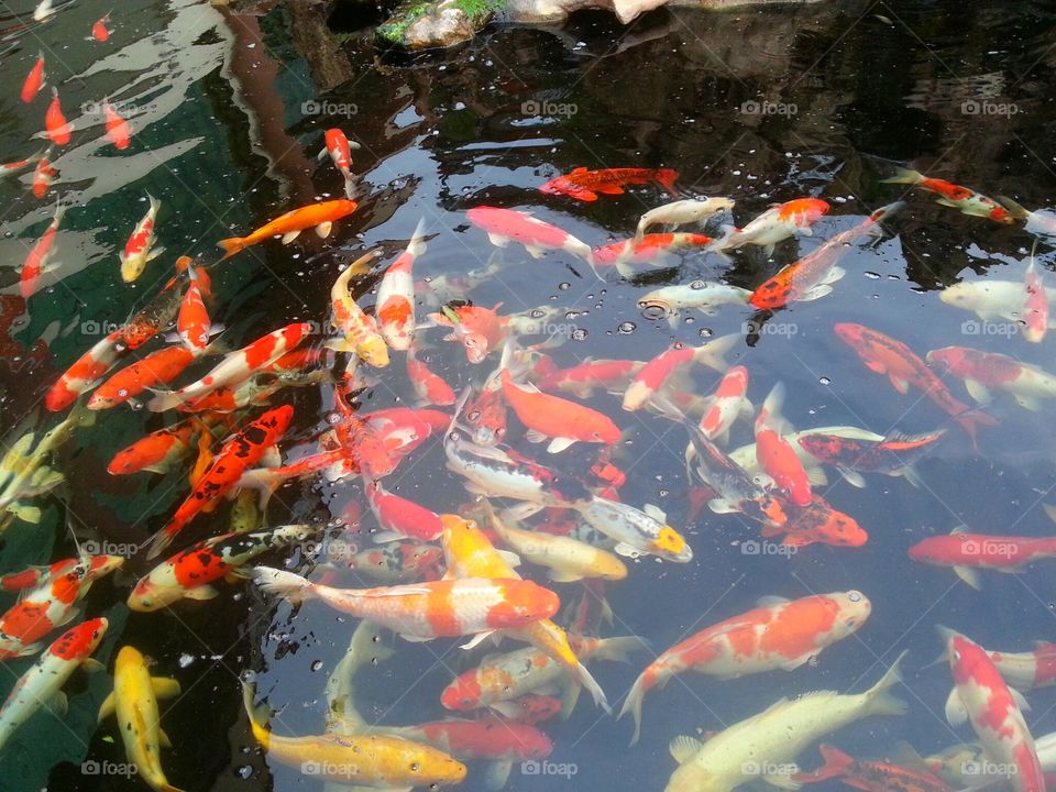 Koi Crap fish in Pond