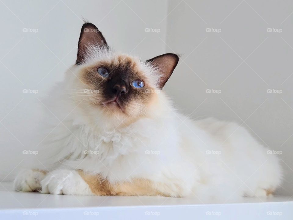 The portrait of the cute white with brown nose sacred birman kitten cat looking up