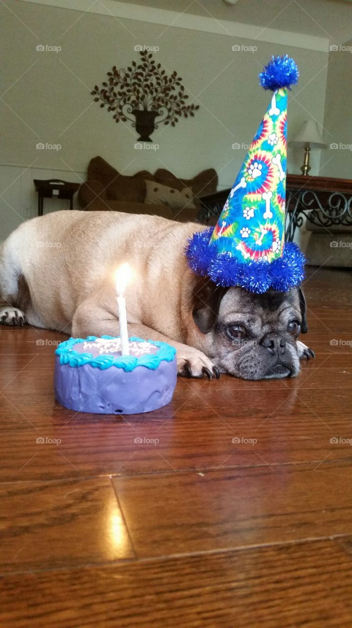 Happy 10th birthday, Wilbur!