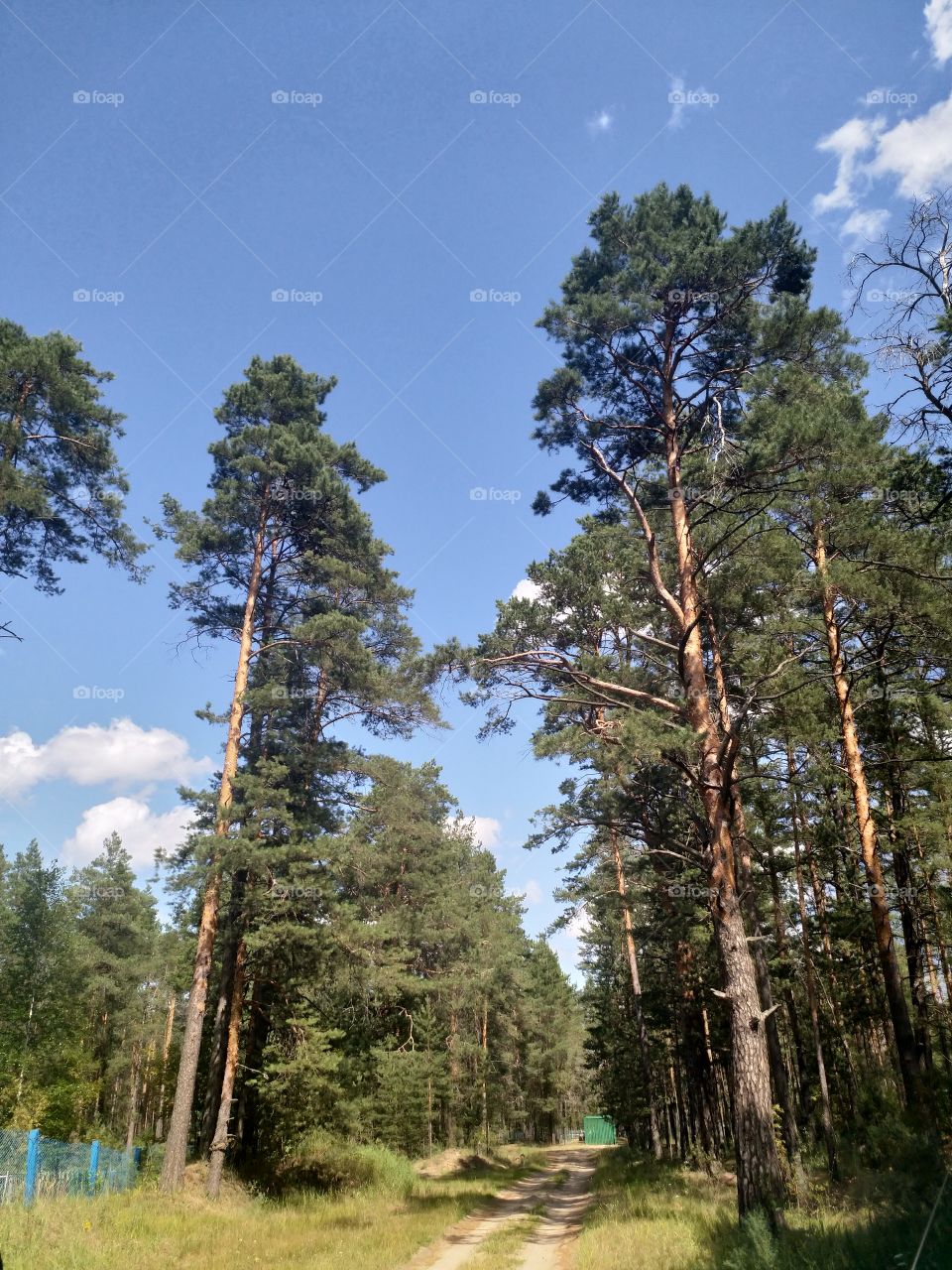 forest, trees, pines
