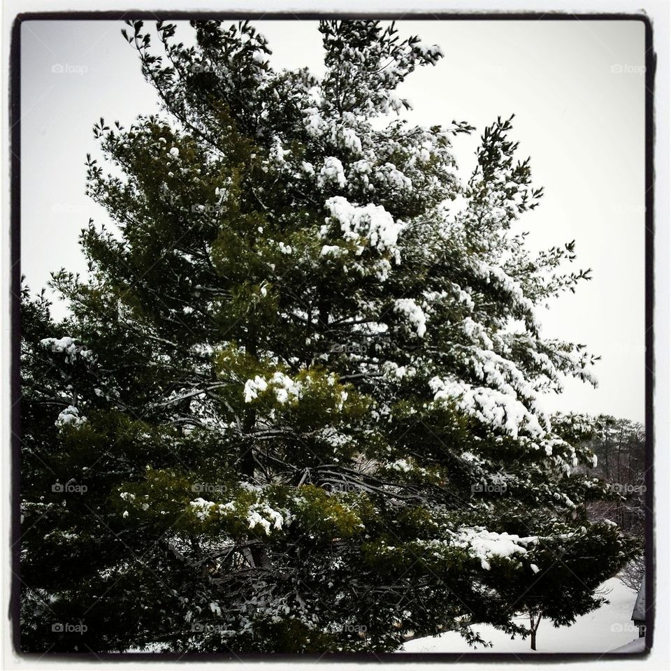 Snowy Evergreen