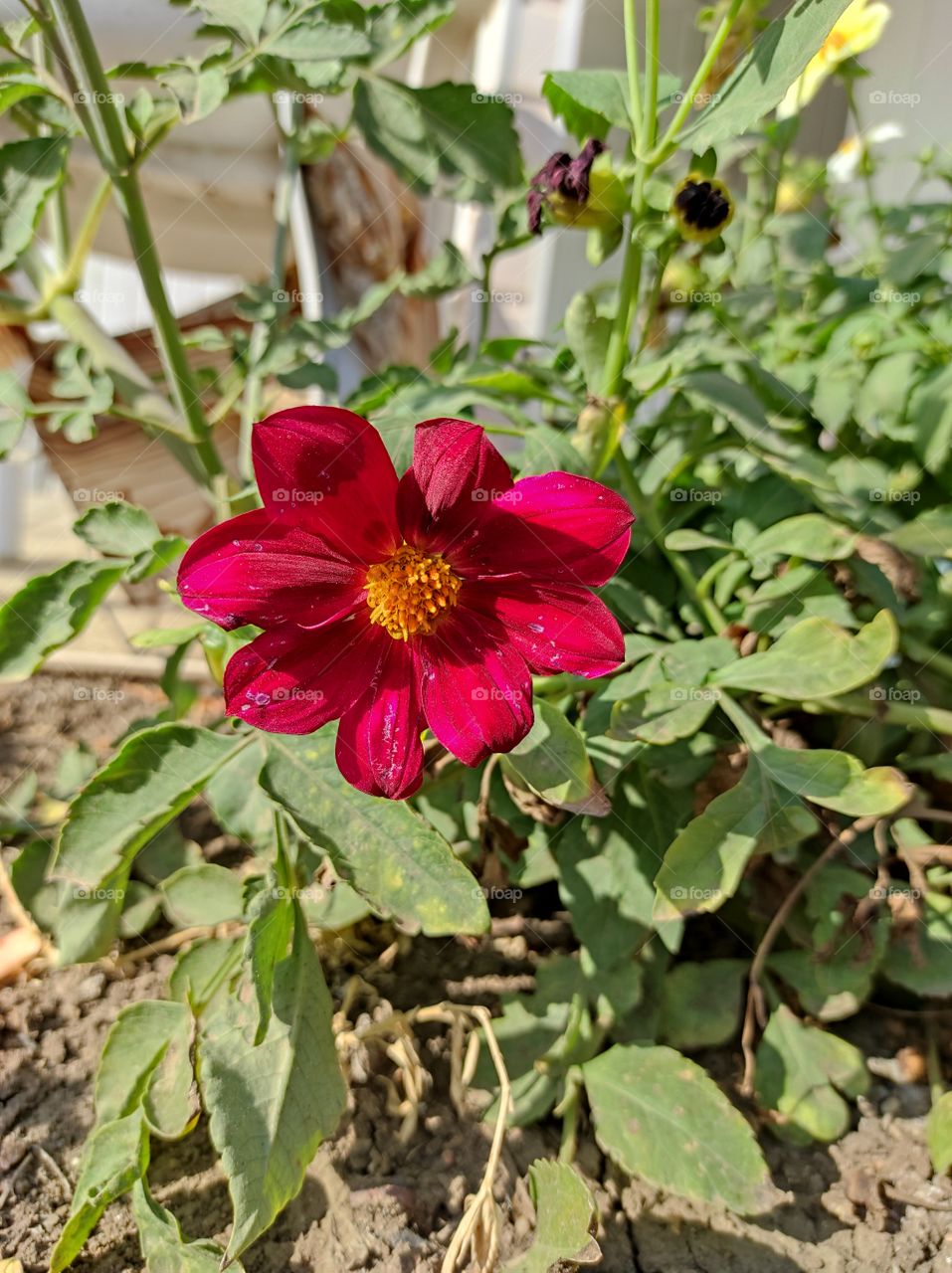 Beautiful flower grows in summer on a flower bed in sunny weather