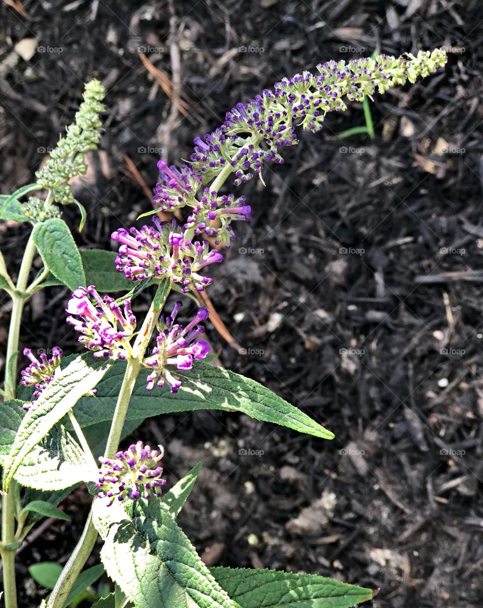 Purple petals making their butterfly garden debut.