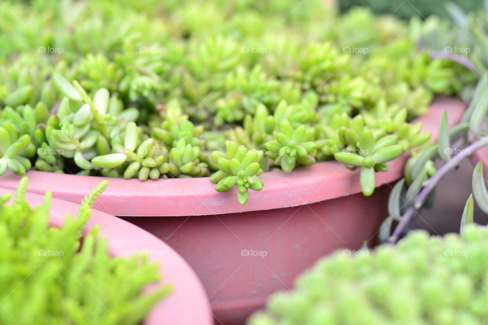 Close-up of succulent plants