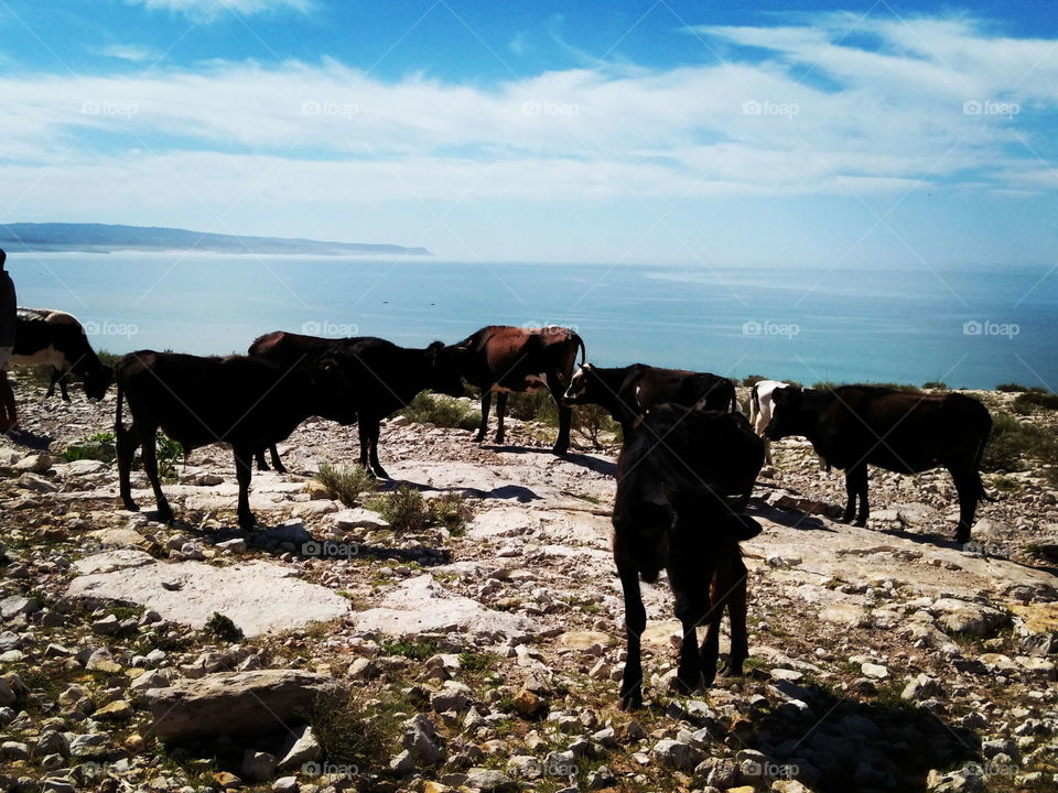 cows and sea