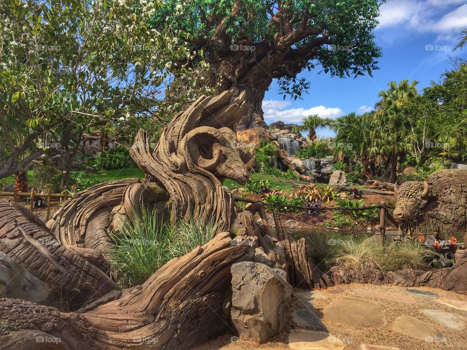 Animal Kingdom Tree