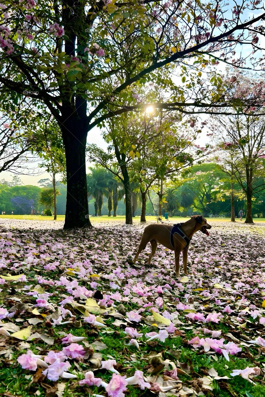 Dog in the autumn park