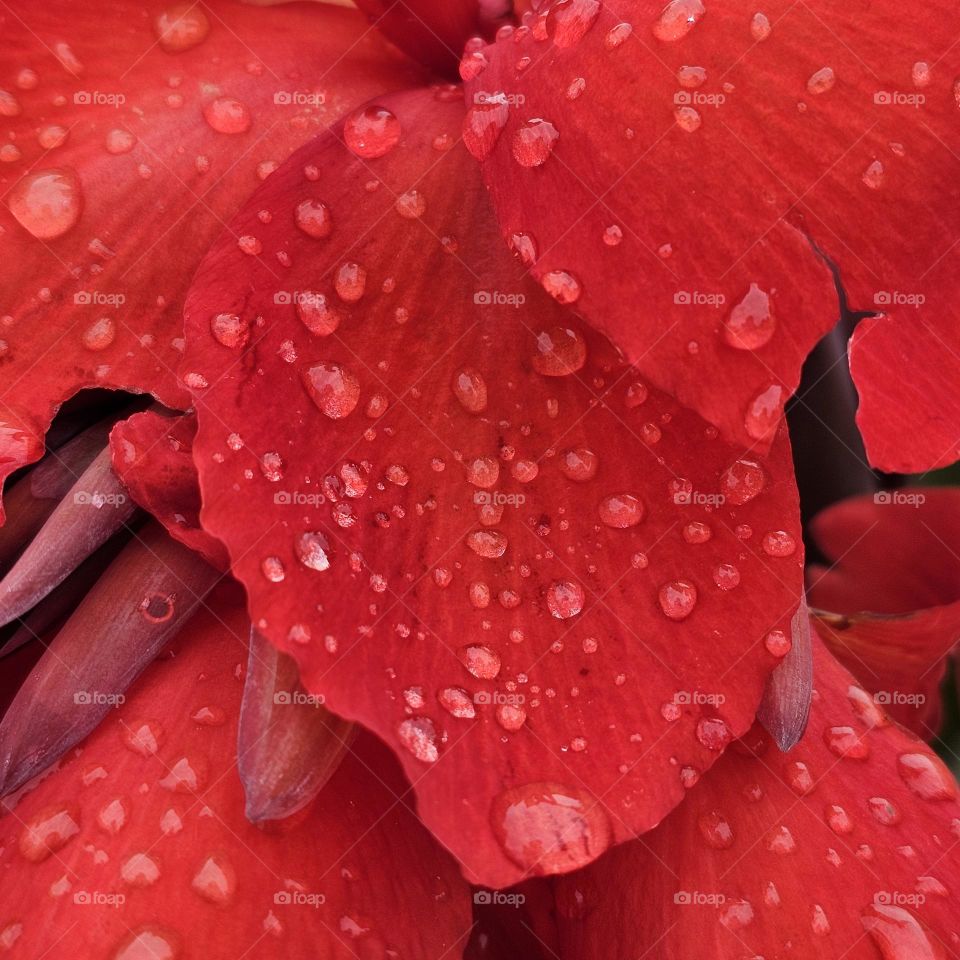 Raindrops sparkle on ruby-red leaves
