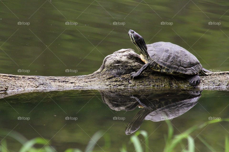 Turtle resting on a log in a pond