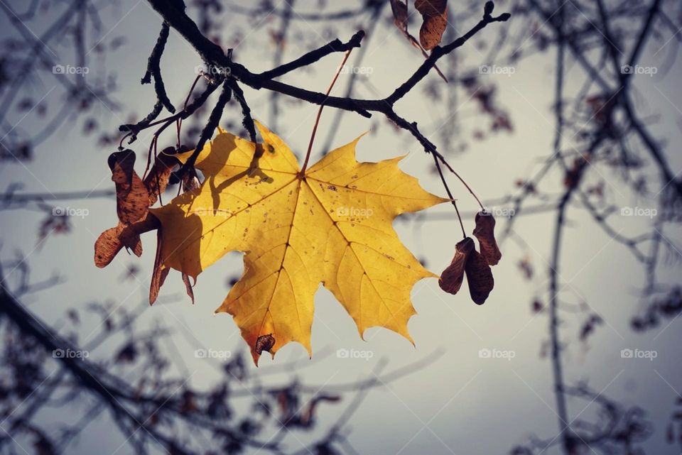 Leave#yellow#autumn